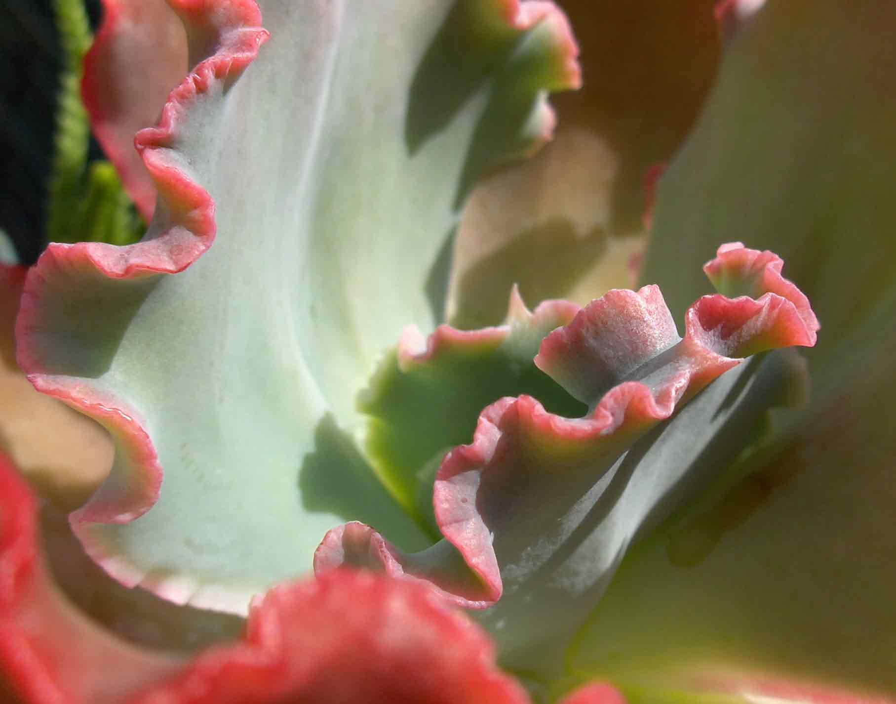 Succulent